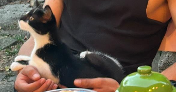 arthur pet sitter à BREST 29200_2