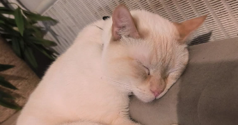 angelique pet sitter à FAMECK 57290_5