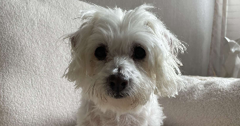 margot pet sitter à CLAYE SOUILLY 77410_1