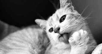 julie pet sitter à ECUEILLE 36240_0