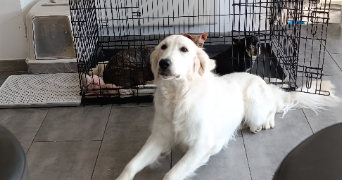 fanny pet sitter à HERSIN COUPIGNY 62530_0