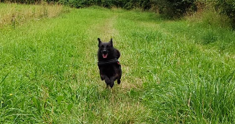 ANNE-SOPHIE dog sitter à LASCLAVERIES 64450_0