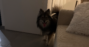 obriot pet sitter à ST JEAN DE VEDAS 34430_3