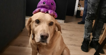 cléa pet sitter à BEAUMONT LOUESTAULT 37360_3
