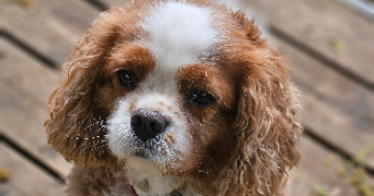 marlene pet sitter à AUNEAU BLEURY ST SYMPHORIEN 28700_63