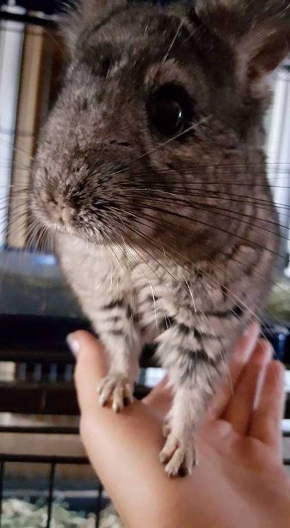 marie pet sitter à Chaingy 45380_1