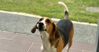 lou-anne pet sitter à Logonna 29460_6