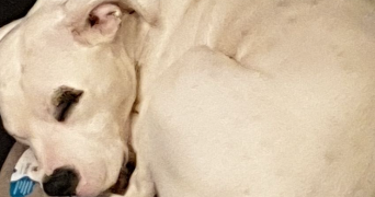 flora pet sitter à ST PIERRE DES FLEURS 27370_1