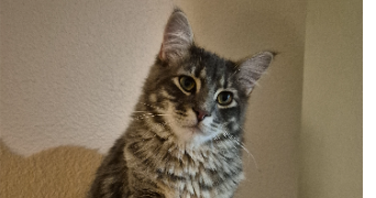 vitiana pet sitter à La côte Saint  André 38260_5