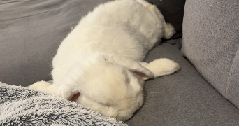 lisa pet sitter à VANDOEUVRE LES NANCY 54500_1