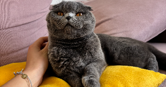 clémentine pet sitter à PARIS 13 75013_1