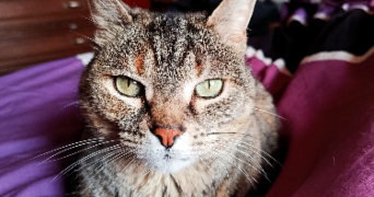 pauline pet sitter à L ISLE JOURDAIN 32600_1