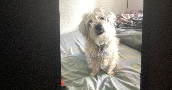 wendy pet sitter à COURBEVOIE 92400_1
