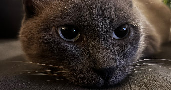frédérique  pet sitter à ST ANDRE 66690_7