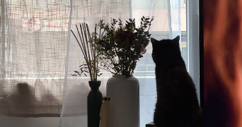 inssaf pet sitter à VENISSIEUX 69200_1