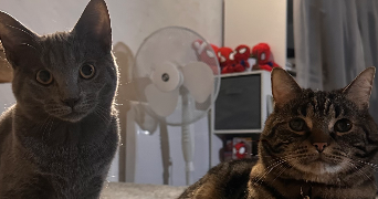 eve pet sitter à LES CHATELETS 28270_1