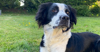 selma pet sitter à ST HERBLAIN 44800_4