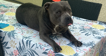 alvina pet sitter à ROEULX 59172_2