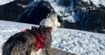 claire pet sitter à ST AVOLD 57500_5