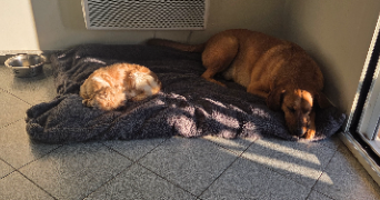 mélissa pet sitter à CANDILLARGUES 34130_9