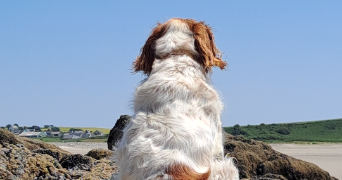 boucher pet sitter à PLOMODIERN 29550_3