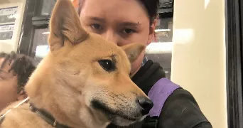 olivia pet sitter à ANZIN 59410