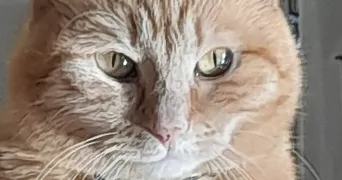 beatrice pet sitter à VOISINES 89260