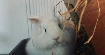 julia pet sitter à BERNES SUR OISE 95340_1