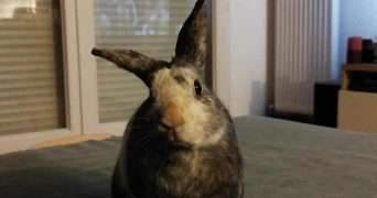 valentin pet sitter à PARIS 13 75013_3