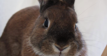 orlane pet sitter à VALLET 44330_4