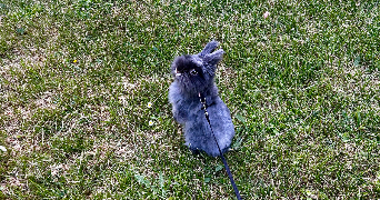 salomé pet sitter à SEVRIER 74320_4
