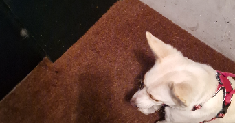 nicolas pet sitter à LIVRY-GARGAN 93190_2