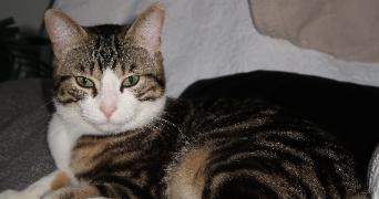 mehdi pet sitter à BEAUVAIS 60000_3