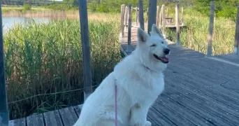 clémence pet sitter à JUNAS 30250