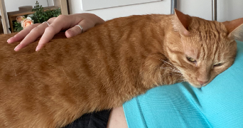 aurélie pet sitter à RUEIL MALMAISON 92500_2