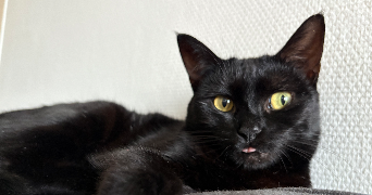 alexia pet sitter à ARRAS 62000_0