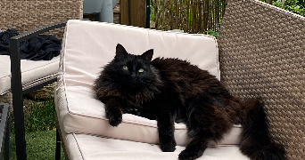 anaïs pet sitter à Combs la ville 77380_1