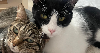 morgane pet sitter à NANCY 54000_3