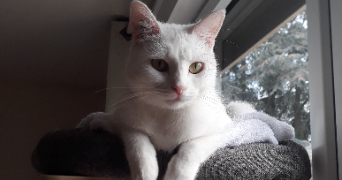 rosy pet sitter à ORLEANS 45100_0