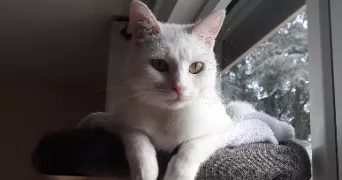 rosy pet sitter à ORLEANS 45100