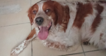 yasmin pet sitter à ISTRES 13800_4