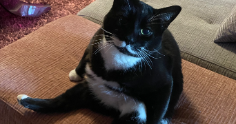 amandine pet sitter à ESCHAU 67114_2