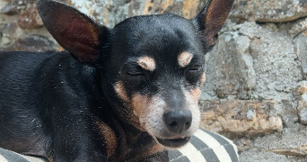 noëlys pet sitter à NANTERRE 92000_0