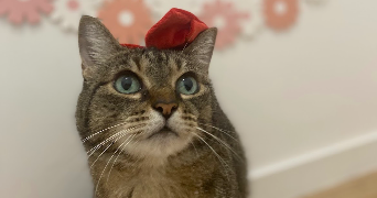 khadydia cat sitter à BOULOGNE BILLANCOURT 92100_5