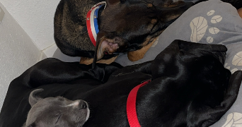 julien pet sitter à ASPIN EN LAVEDAN 65100_0