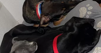 julien pet sitter à ASPIN EN LAVEDAN 65100