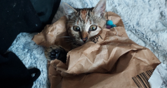 mélanie pet sitter à LOUVIERS 27400_7