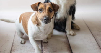 léa pet sitter à AMIENS 80000_3