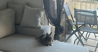 pauline pet sitter à ST LAURENT DU VAR 06700_2
