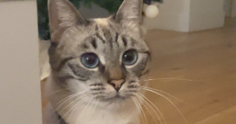 Lorie pet sitter à PERPIGNAN 66100_1